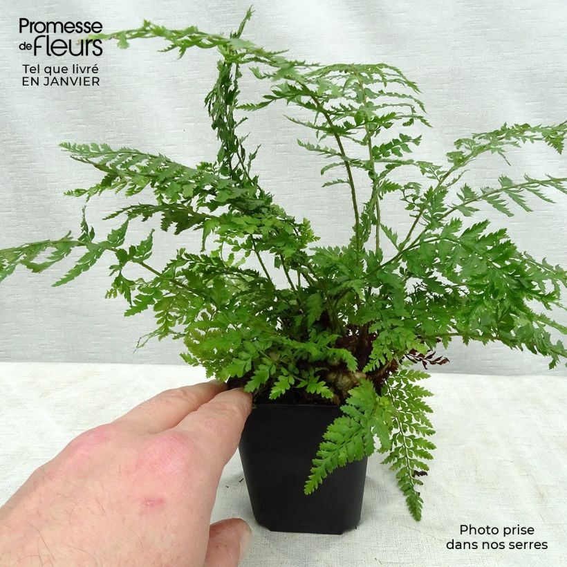 Example of Polystichum setiferum Proliferum - Zachte naaldvaren Kweekpotje van 8/9 cm as you get in hiver