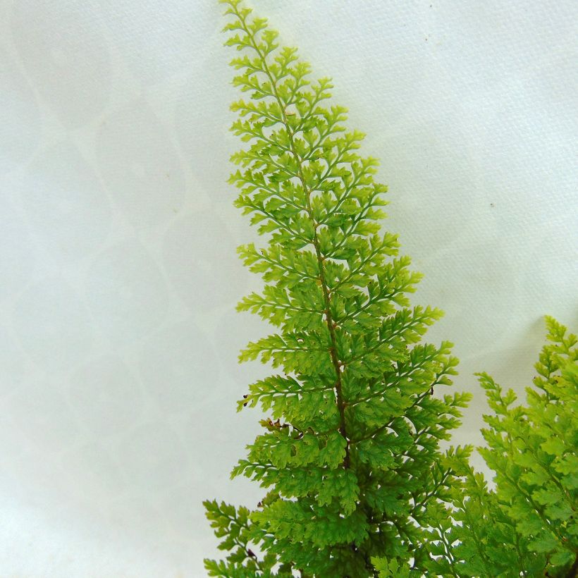 Polystichum setiferum Plumosum Densum - Zachte naaldvaren (Foliage)