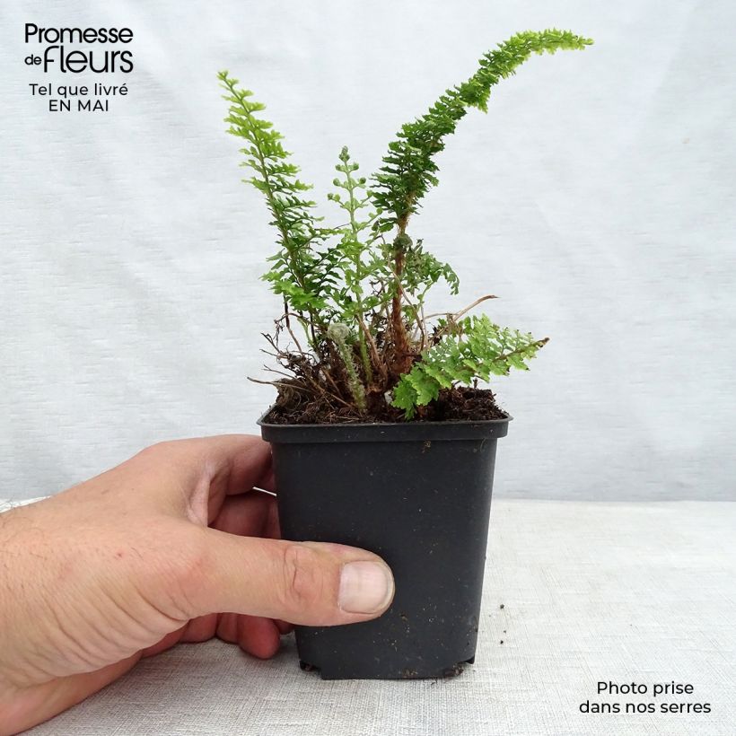 Exemplaar van Polystichum tsus-simense - Smalle naaldvaren Kweekpotje van 8/9 cm zoals geleverd in de lente
