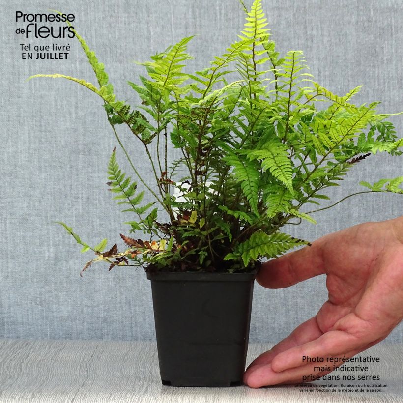 Exemplaar van Polystichum tsus-simense - Smalle naaldvaren Kweekpotje van 8/9 cm zoals geleverd in de zomer