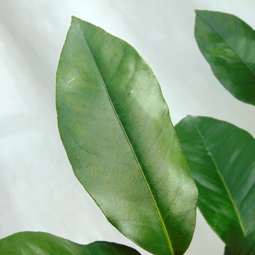 Grapefruit Star Ruby (Blad)