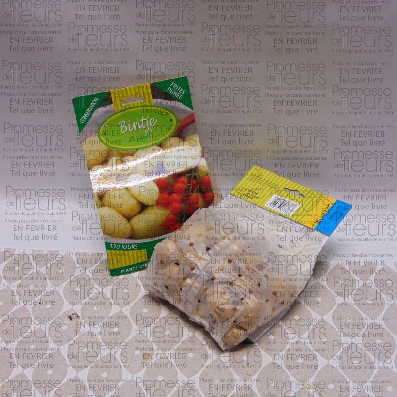 Voorbeeld van een exemplaar van Aardappel Bintje Zak met 25 plantjes kaliber 28/35 mm zoals geleverd
