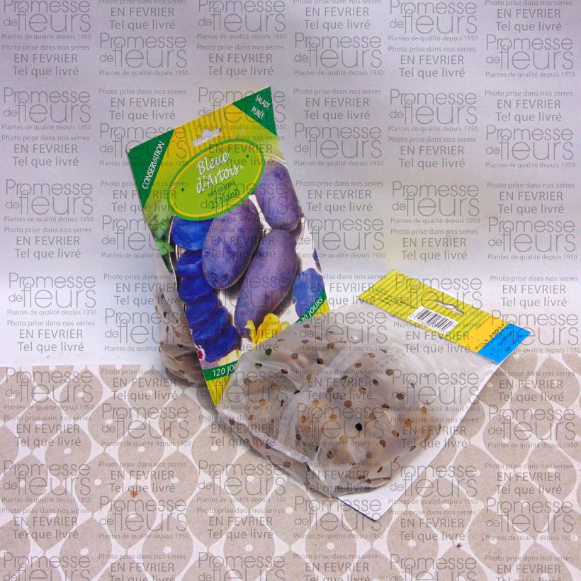 Voorbeeld van een exemplaar van Aardappel Bleue d'Artois Zak met 25 plantjes kaliber 28/45 mm zoals geleverd