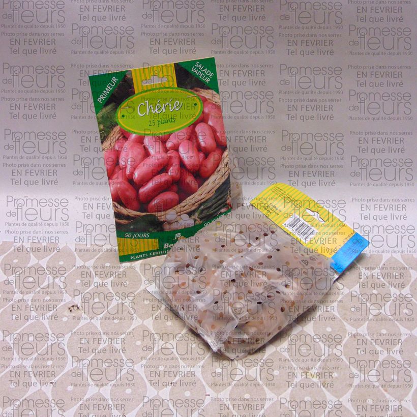 Voorbeeld van een exemplaar van Aardappel Cherie Zak met 25 plantjes kaliber 25/32 mm zoals geleverd