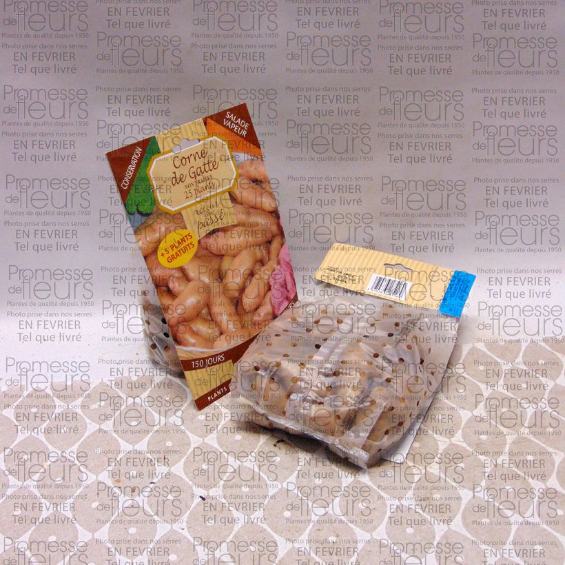 Voorbeeld van een exemplaar van Aardappel Corne de Gatte Zak met 25 plantjes kaliber 25/35 mm zoals geleverd