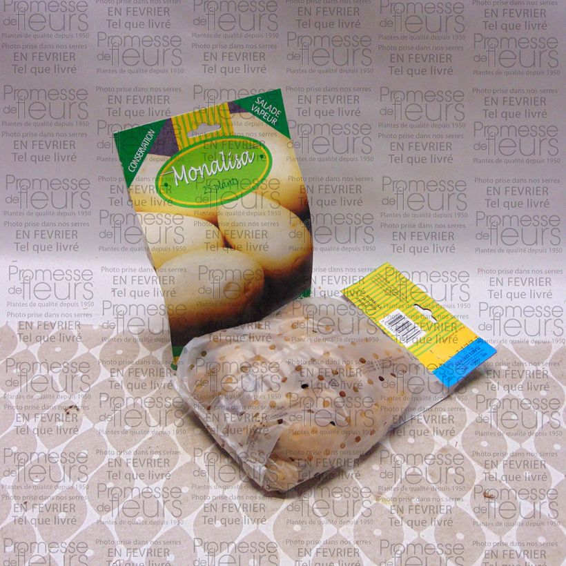 Voorbeeld van een exemplaar van Aardappel Mona Lisa Zak met 25 plantjes kaliber 28/35 mm zoals geleverd