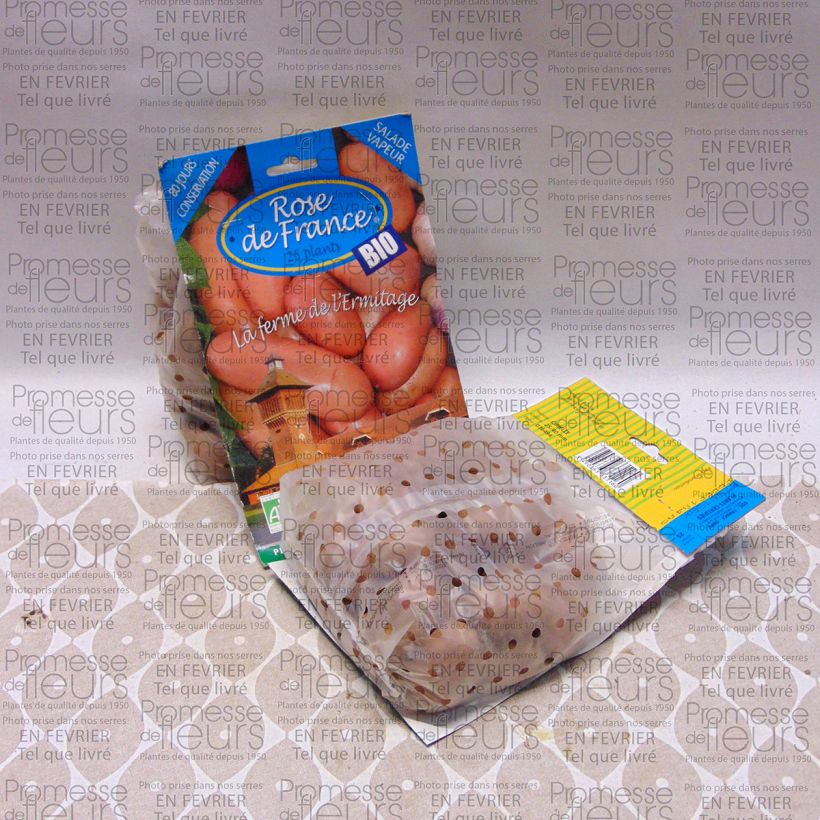 Voorbeeld van een exemplaar van Aardappel Rose de France BIO Zak met 25 plantjes kaliber 25/40 mm zoals geleverd