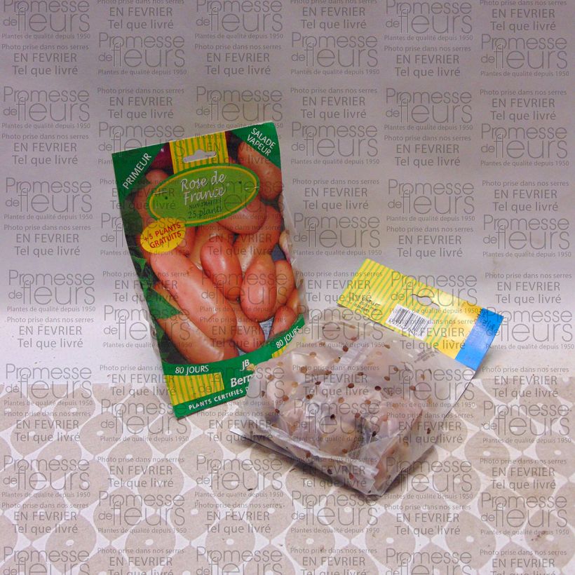 Voorbeeld van een exemplaar van Aardappel Rose de France Zak met 25 plantjes kaliber 25/35 mm zoals geleverd