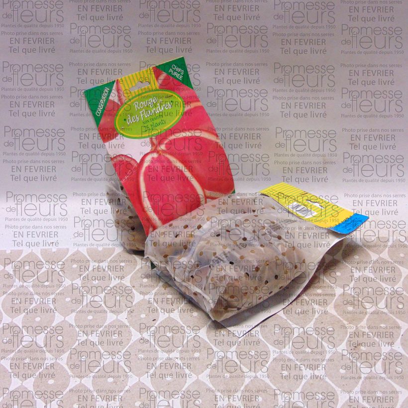 Voorbeeld van een exemplaar van Aardappel Rode van Vlaanderen Zak met 25 plantjes kaliber 28/45 mm zoals geleverd