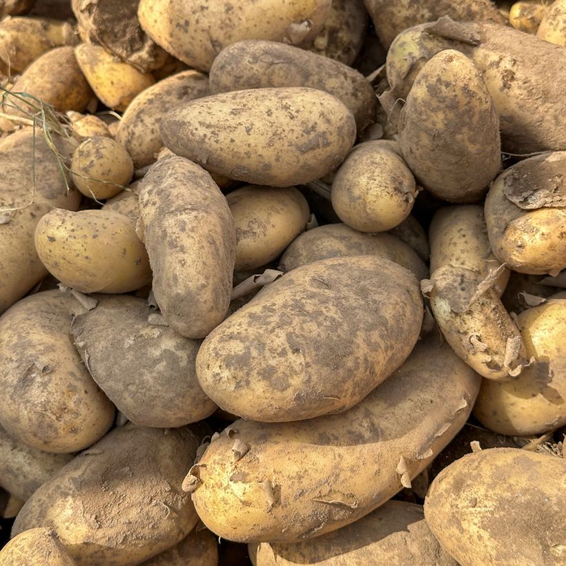 Aardappel Spunta (Oogst)