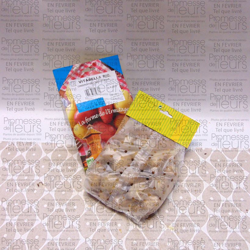 Voorbeeld van een exemplaar van Aardappel Vitabella BIO Zak met 25 plantjes kaliber 28/45 mm zoals geleverd