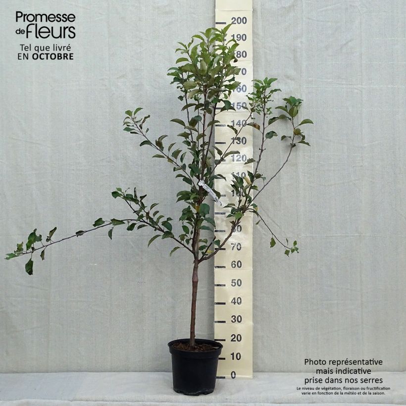 Exemplaar van Appelboom Antarès Pot van 7,5 l/10 l, Kelkvormig zoals geleverd in de herfst