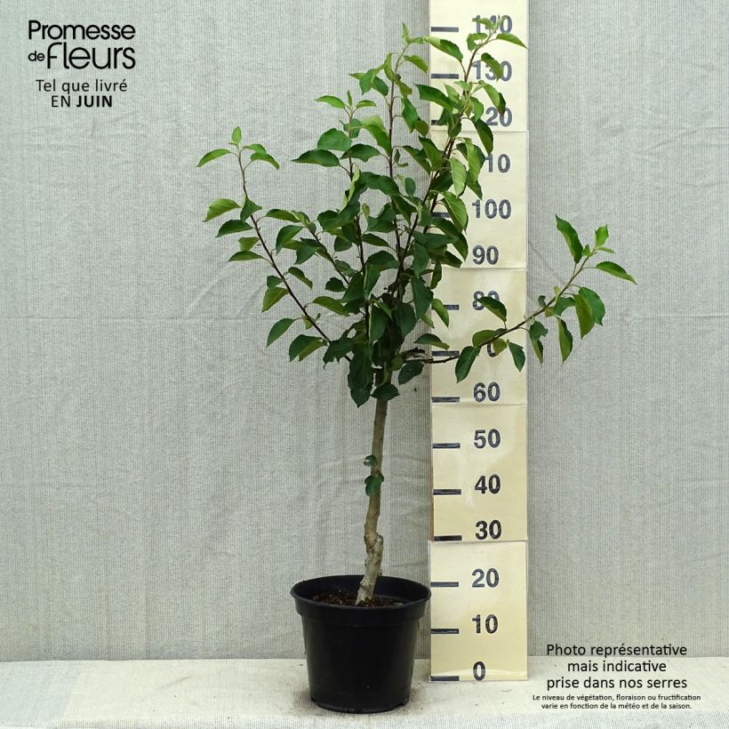 Exemplaar van Appelboom Ariane Pot van 7,5 l/10 l, Kelkvormig zoals geleverd in de zomer