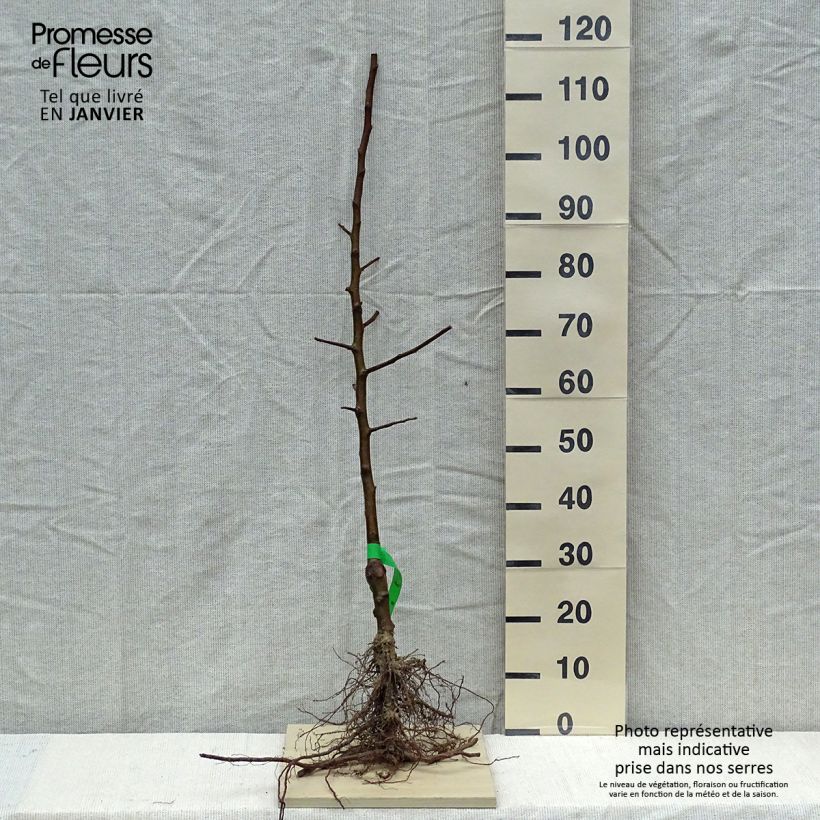 Exemplaar van Appelboom Belle de Boskoop BIO Naakte wortel, Onderstam zoals geleverd in de winter