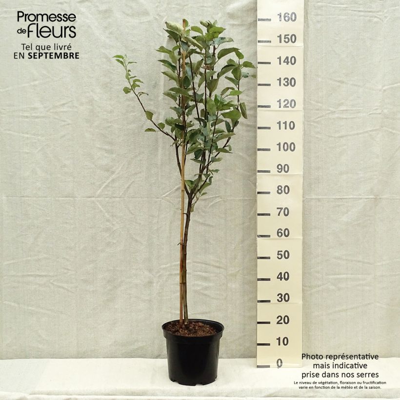 Exemplaar van Appelboom Belle de Boskoop Pot van 7,5 l/10 l, Kelkvormig zoals geleverd in de herfst