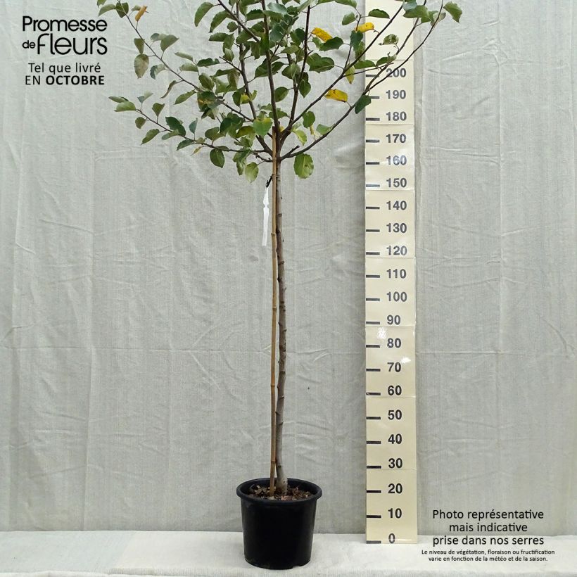 Exemplaar van Appelboom Belle de Boskoop Pot van 7,5 l/10 l, Half-hoge stam zoals geleverd in de herfst