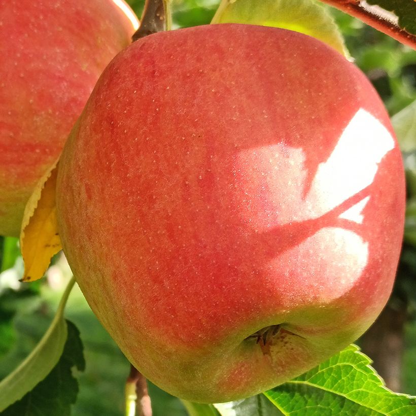 Appelboom Belle fille de l'Indre BIO (Oogst)