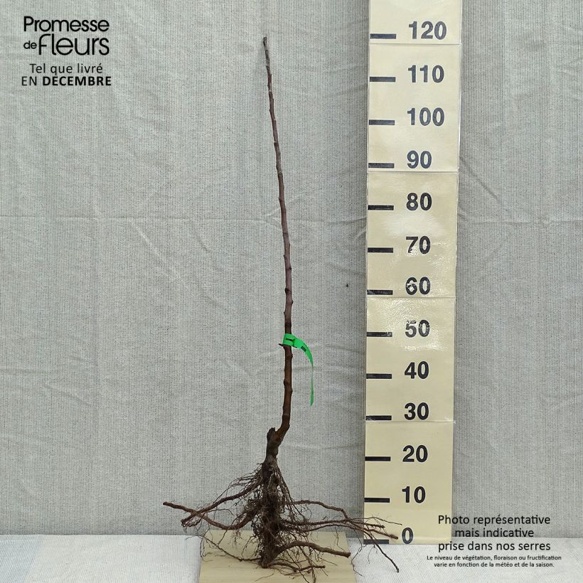 Exemplaar van Appelboom Belle fille de l'Indre BIO Naakte wortel, Onderstam zoals geleverd in de winter