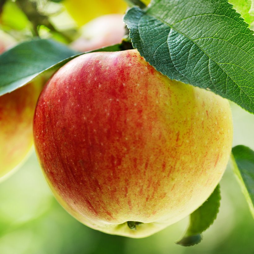 Appelboom Belle Fille de la Creuse BIO (Oogst)