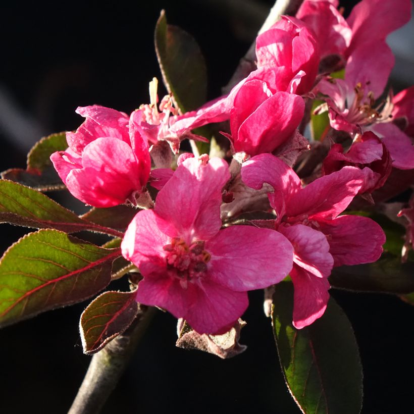 Bloedappelboom Blush Rosette (Bloei)