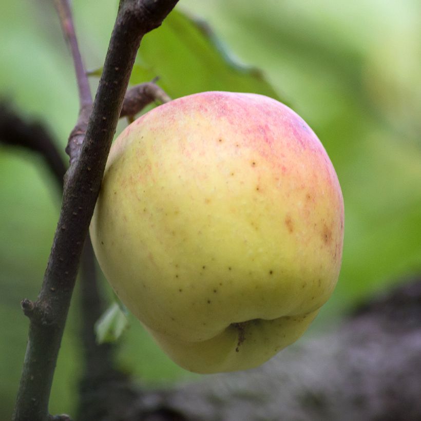 Appelboom Bon père (Oogst)