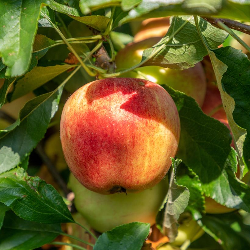 Appelboom Bondon BIO (Oogst)