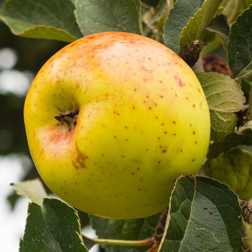 Appelboom Bonne Hotture (Oogst)