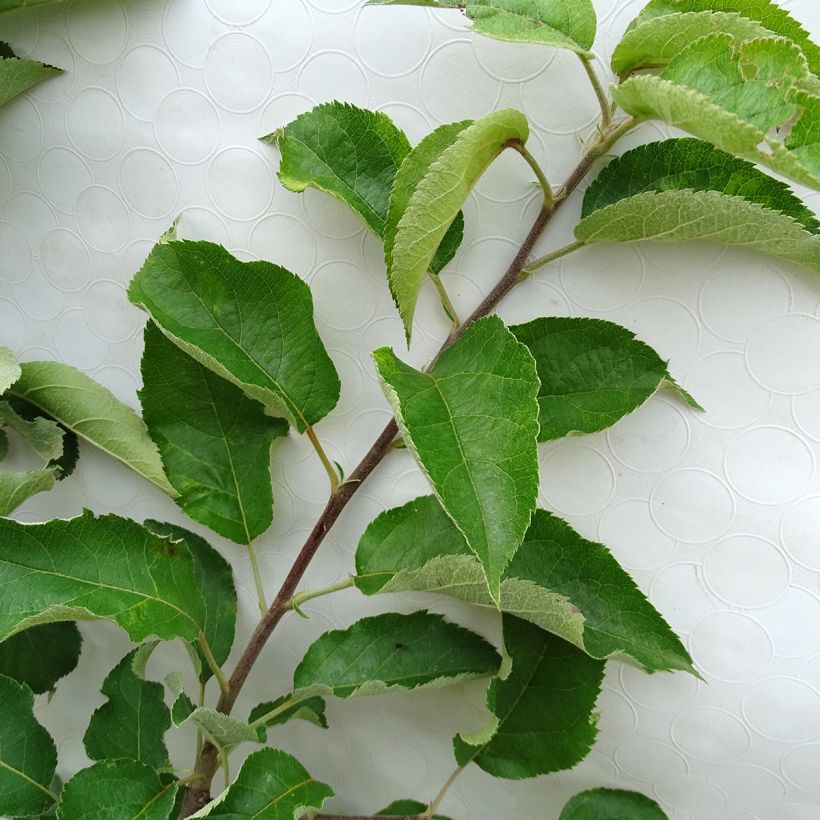 Appelboom Rode Winter Calville (Blad)