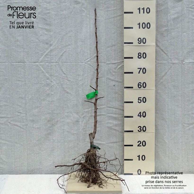 Exemplaar van Appelboom Rode Winter Calville Naakte wortel, Onderstam zoals geleverd in de winter