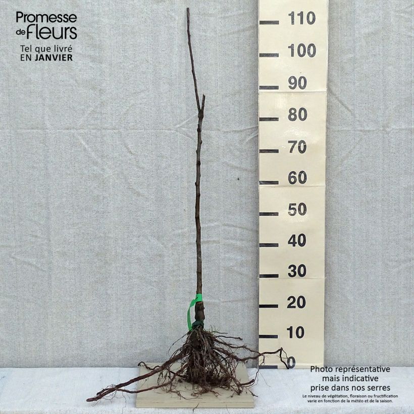 Exemplaar van Appelboom Chailleux Naakte wortel, Onderstam zoals geleverd in de winter
