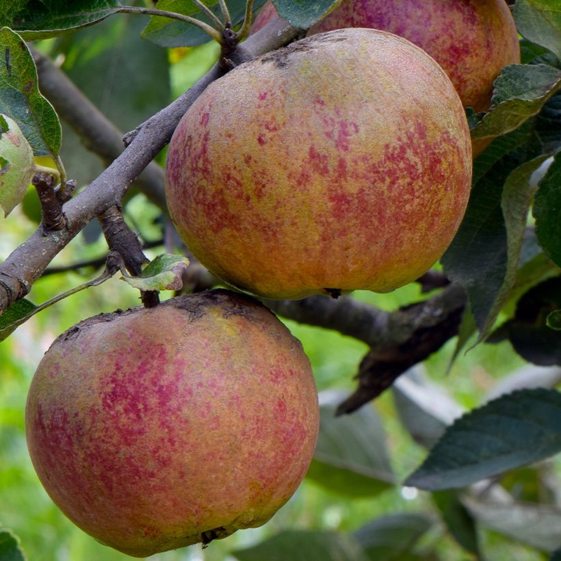 Appelboom Chailleux (Oogst)
