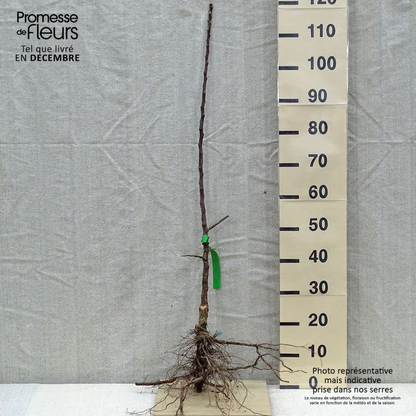 Exemplaar van Appelboom Châtaignier BIO Naakte wortel, Onderstam zoals geleverd in de winter