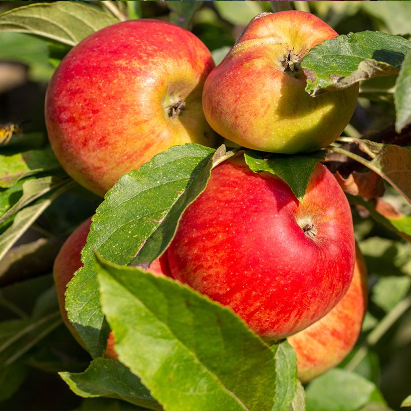 Appelboom Châtaignier BIO (Oogst)