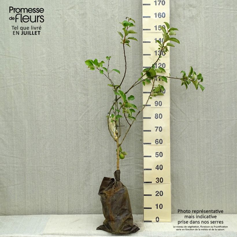 Exemplaar van Appelboom Court Pendu - Georges Delbard Plantklare kluit, Kelkvormig zoals geleverd in de zomer