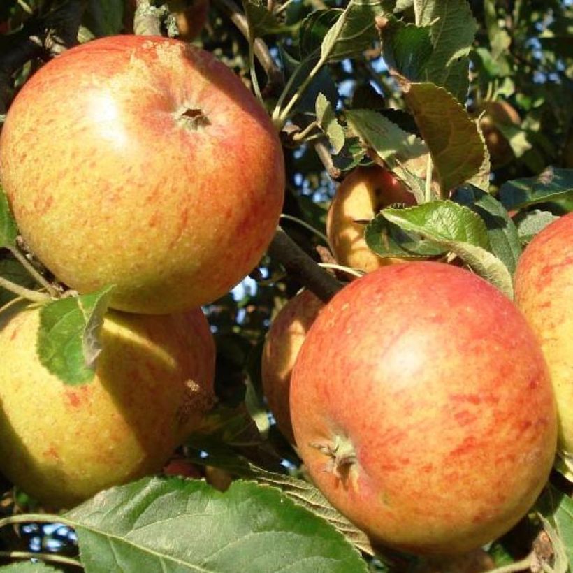 Appelboom Cox's Orange Pippin (Oogst)