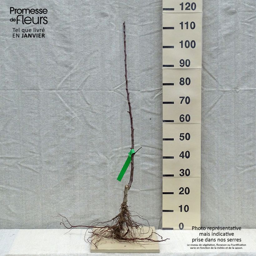 Exemplaar van Appelboom Cox's Orange Pippin BIO Naakte wortel, Onderstam zoals geleverd in de winter