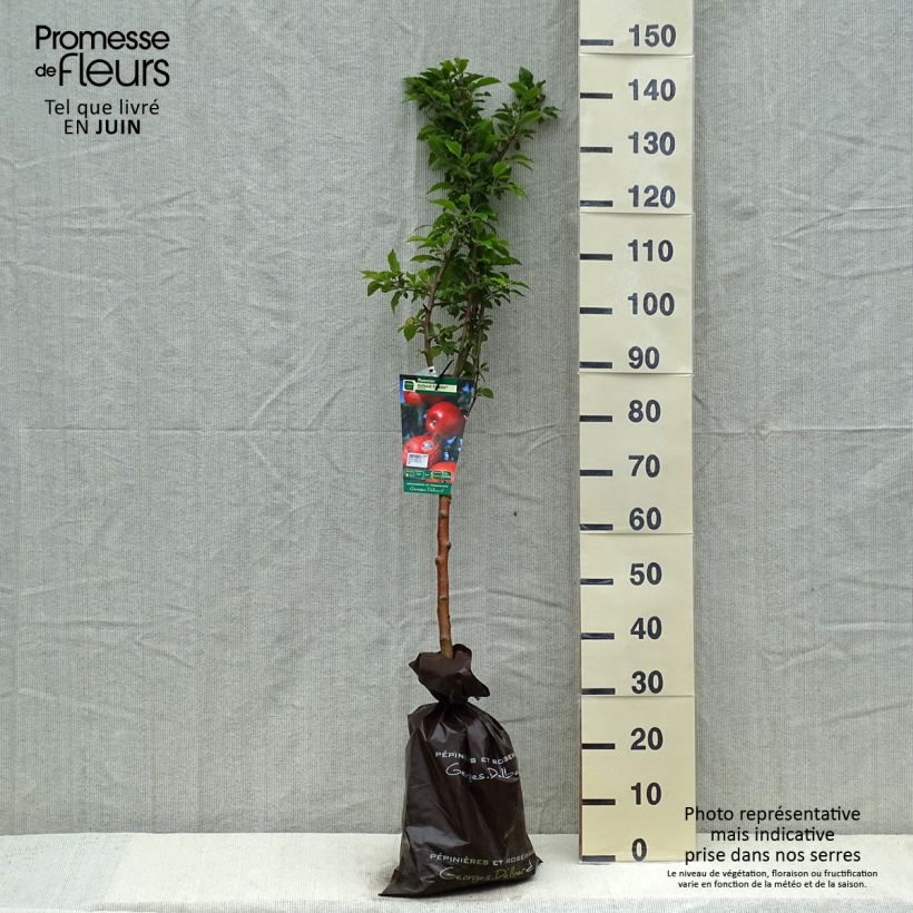 Exemplaar van Appelboom Delbard Celeste - Georges Delbard Plantklare kluit, Kelkvormig zoals geleverd in de lente