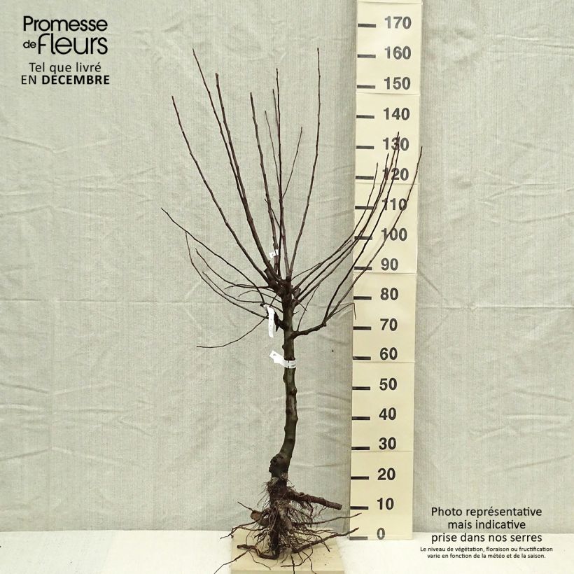 Exemplaar van Appelboom Divine - Georges Delbard Naakte wortel, Kelkvormig zoals geleverd in de winter