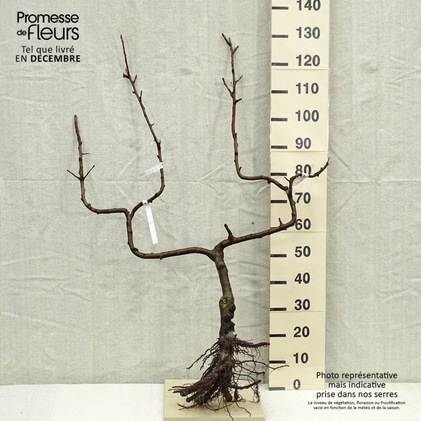 Exemplaar van Appelboom Divine - Georges Delbard Naakte wortel, Dubbel U-palmet zoals geleverd in de winter