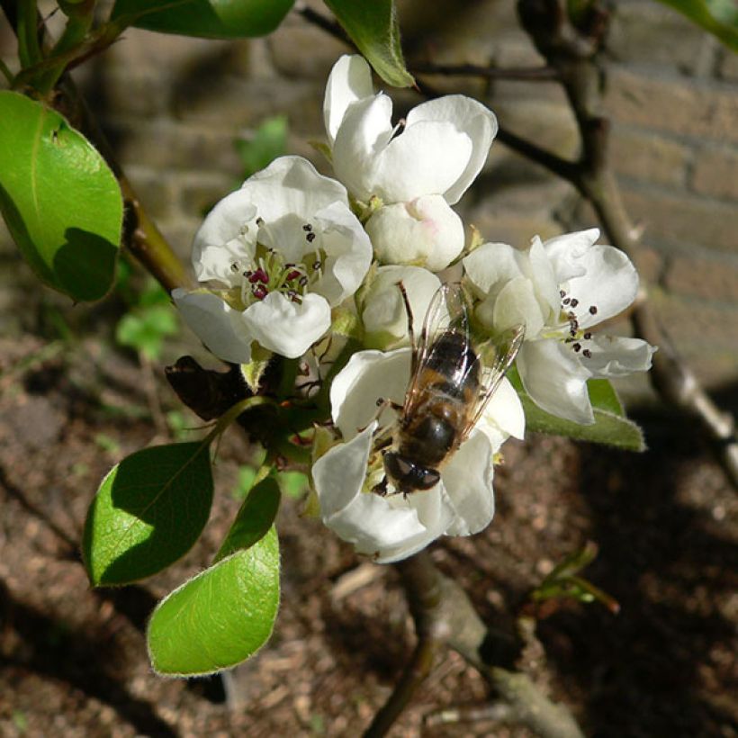 Appelboom Elstar (Bloei)