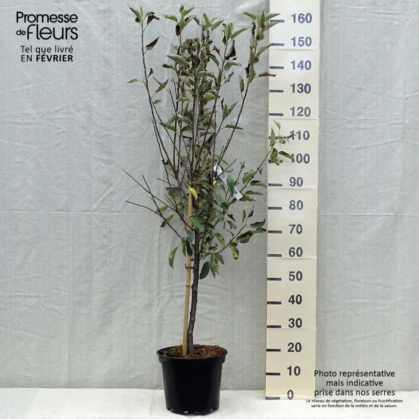 Exemplaar van Appelboom Elstar Pot van 7,5 l/10 l, Kelkvormig zoals geleverd in de herfst