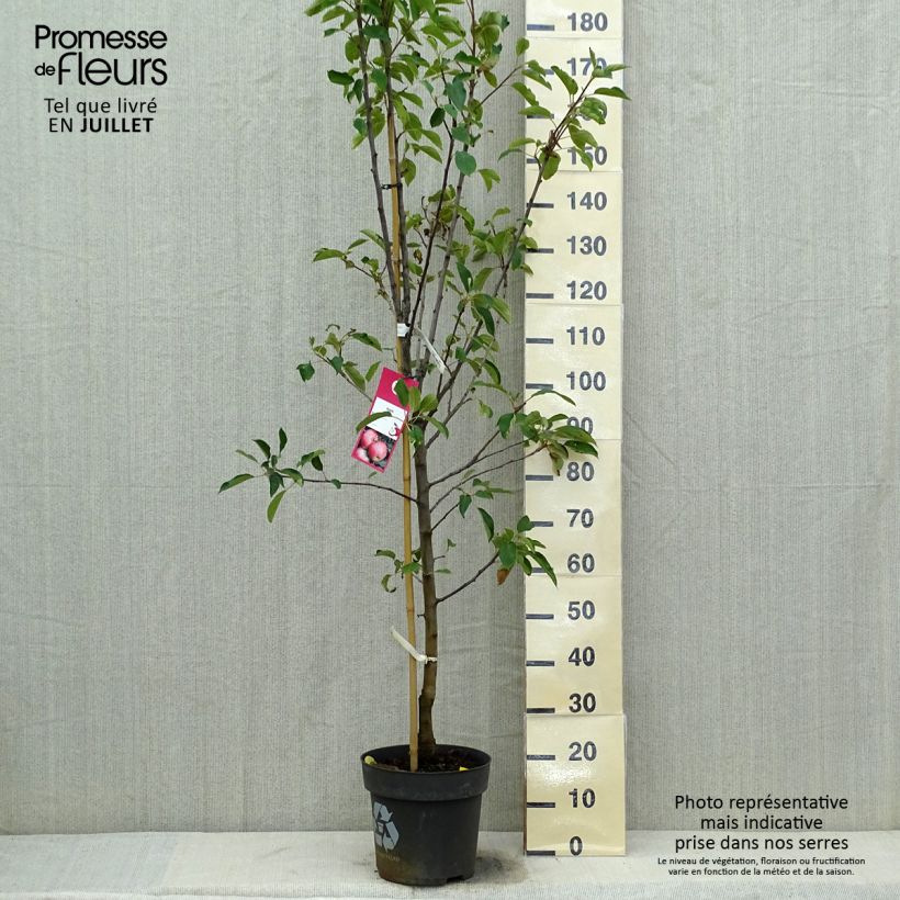 Exemplaar van Appelboom Elstar Pot van 7,5 l/10 l, Kelkvormig zoals geleverd in de zomer