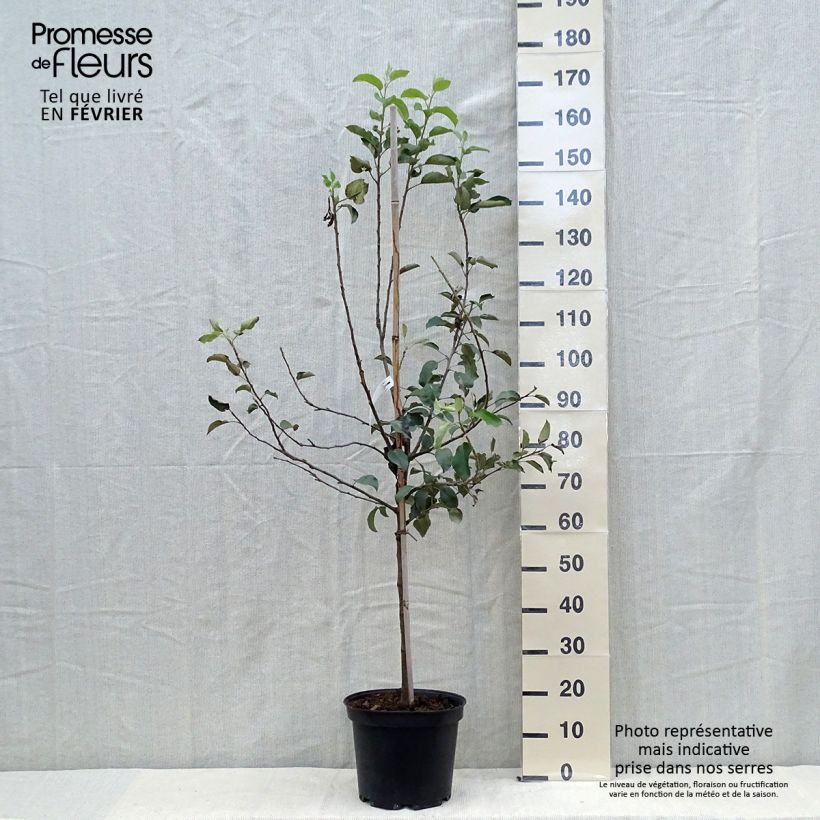 Exemplaar van Appelboom Fuji Pot van 7,5 l/10 l, Kelkvormig zoals geleverd in de herfst