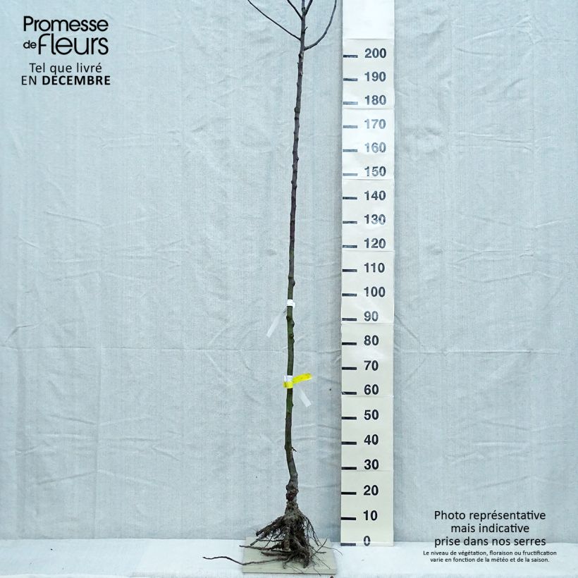 Exemplaar van Appelboom Gloster Naakte wortel, Hoogstam zoals geleverd in de winter