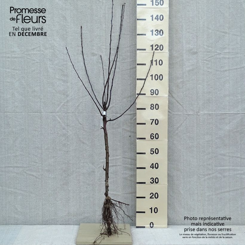 Exemplaar van Appelboom Gloster Naakte wortel, Kelkvormig zoals geleverd in de winter