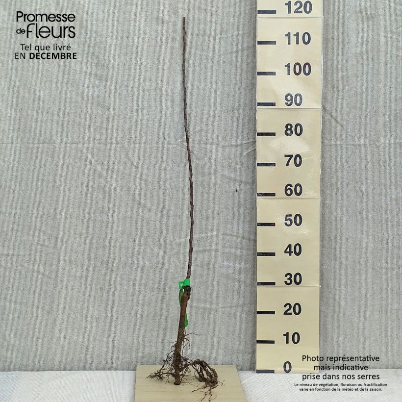 Exemplaar van Appelboom 'Golden Delicious' Bio zoals geleverd in de winter