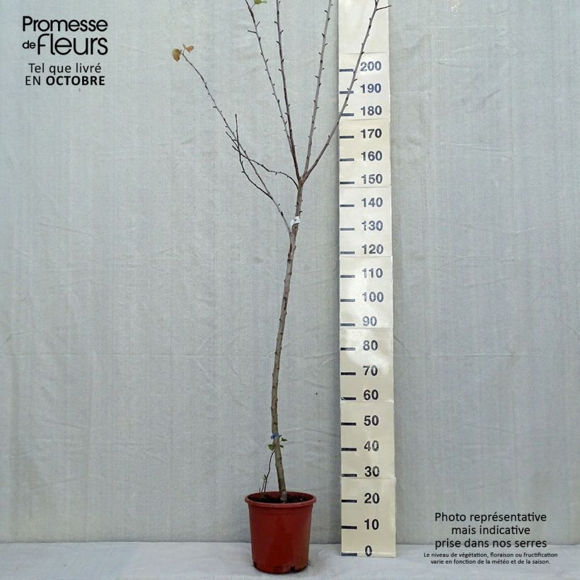Exemplaar van Appelboom Golden Delicious Pot van 7,5 l/10 l, Half-hoge stam zoals geleverd in de herfst