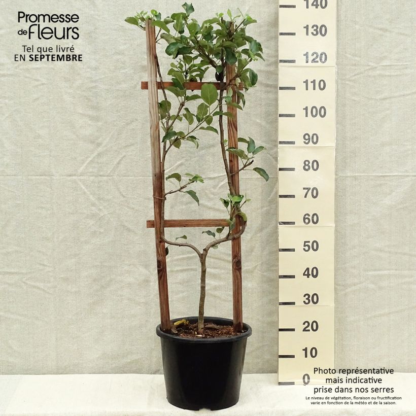 Exemplaar van Appelboom Golden Delicious Pot van 7,5 l/10 l, Enkel U-palmet zoals geleverd in de herfst