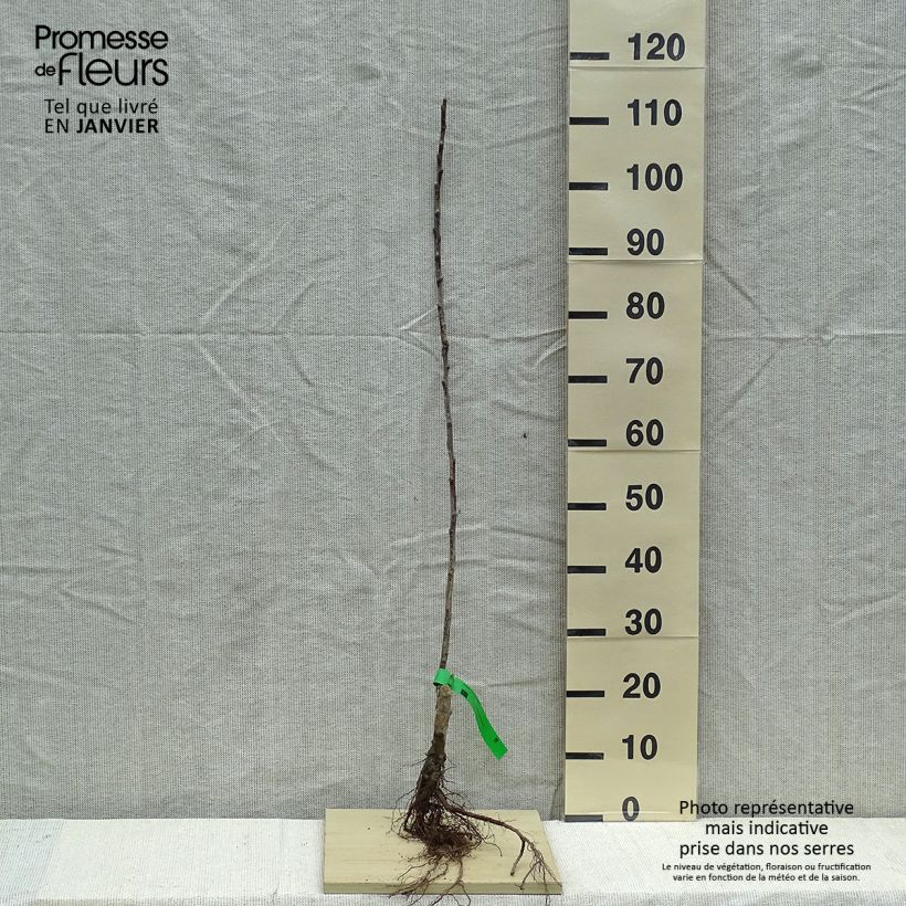 Exemplaar van Appelboom Grand Alexandre Naakte wortel, Onderstam zoals geleverd in de winter
