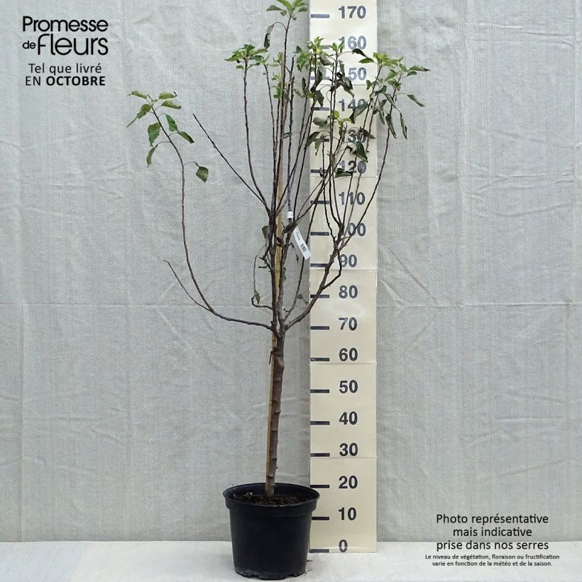 Exemplaar van Appelboom Grand Alexandre Pot van 7,5 l/10 l, Kelkvormig zoals geleverd in de herfst
